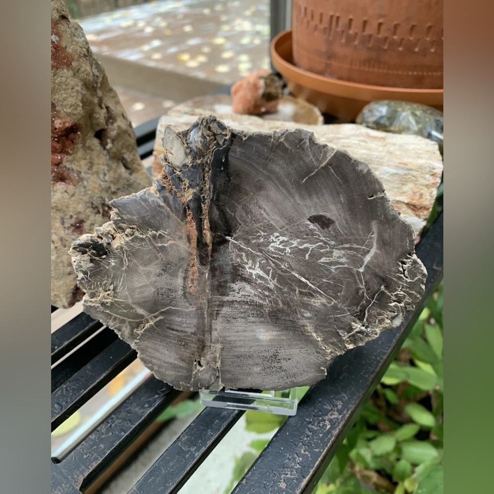 340g Gray Petrified Wood Slice Inclusions Display Piece * Grounding